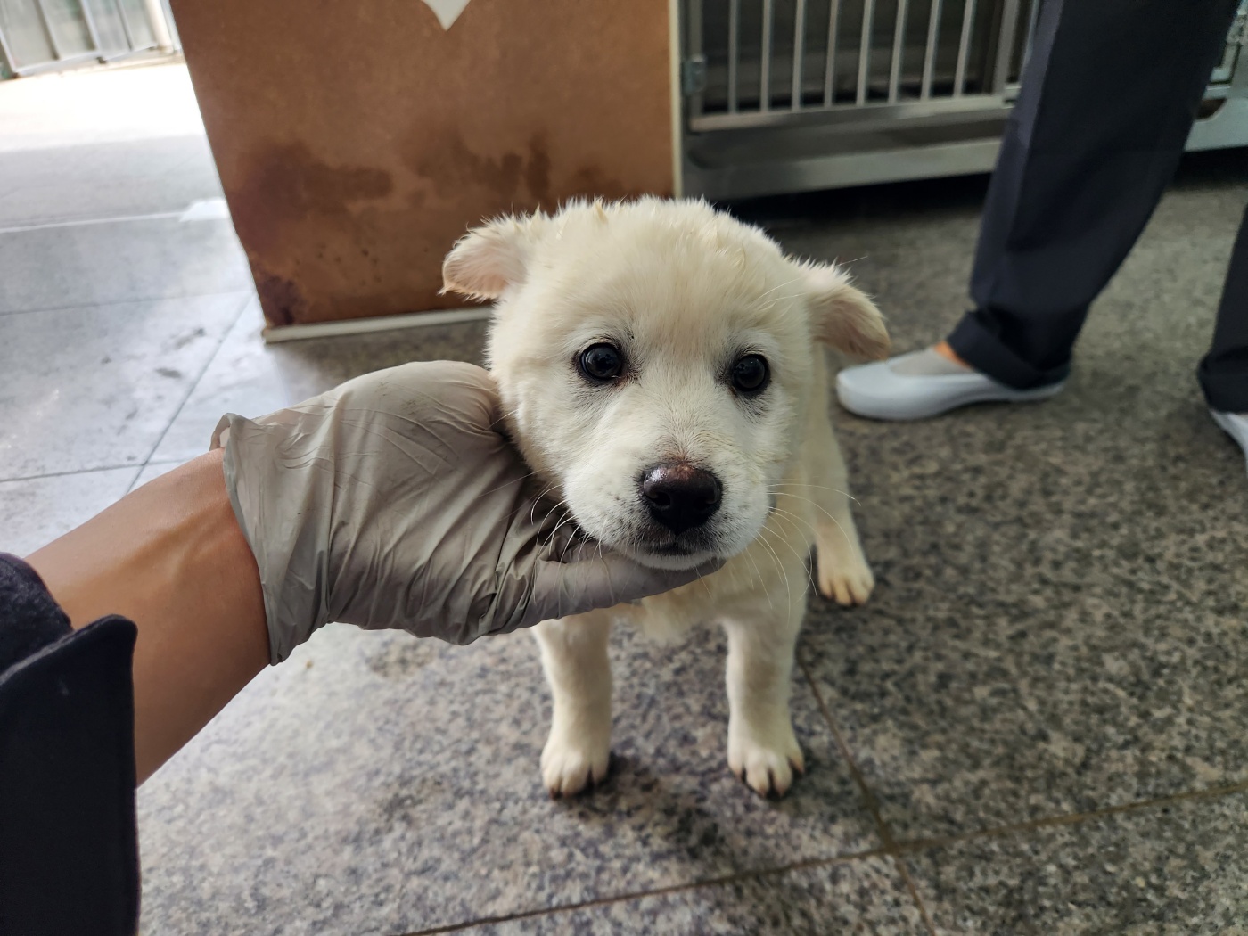 광주 동물보호소_429360202400029